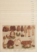 A legnevezetesebb ehető, gyanús és mérges gombák természethű képei tizenkét táblán (12 színes kromolitográfia)